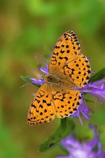 Para ampliar Brenthis daphne (Bergsträsser, 1780) Laurel hacer clic