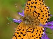 Brenthis daphne (Bergsträsser, 1780) Laurel