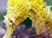 cazan caballitos (vídeo)