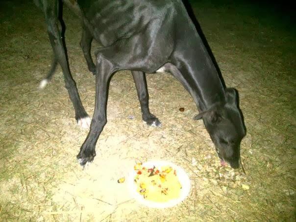 ACOGIDA O ADOPCION URGENTE PARA GALGO. (HUELVA)