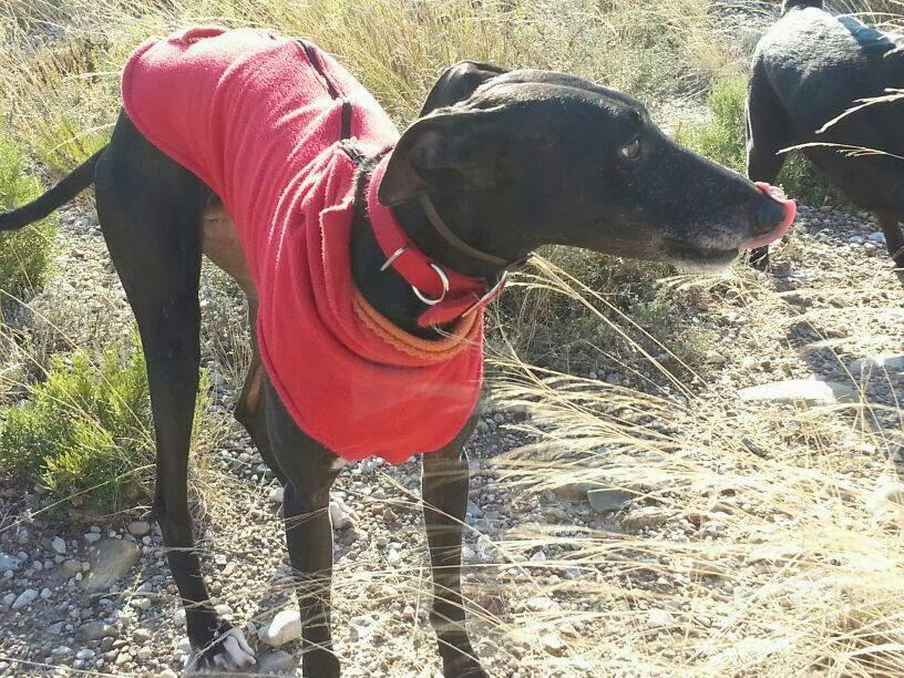 HUESOS EN ADOPCIÓN. (ZARAGOZA)