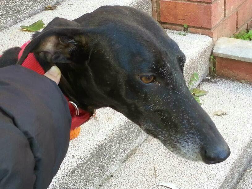 HUESOS EN ADOPCIÓN. (ZARAGOZA)