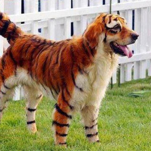 Perro tigre