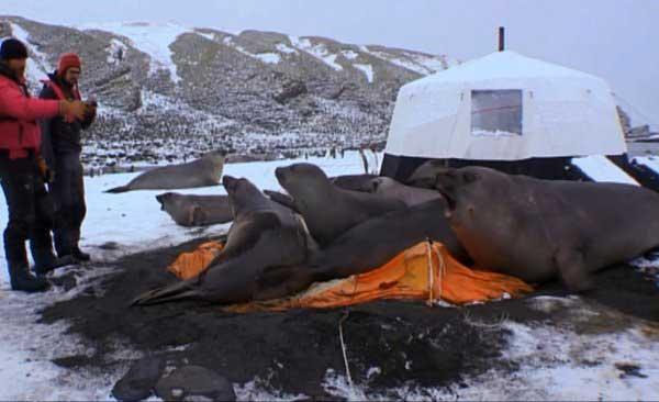 Elefantes marinos destruyen la tienda de camarógrafo