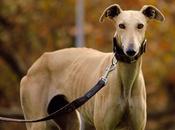 Sidra, Recién rescatada.