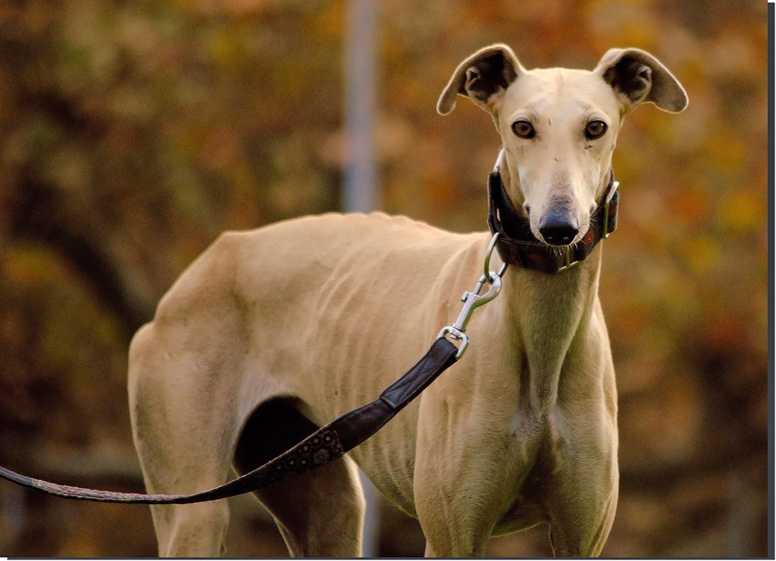 Sidra, Recién rescatada.