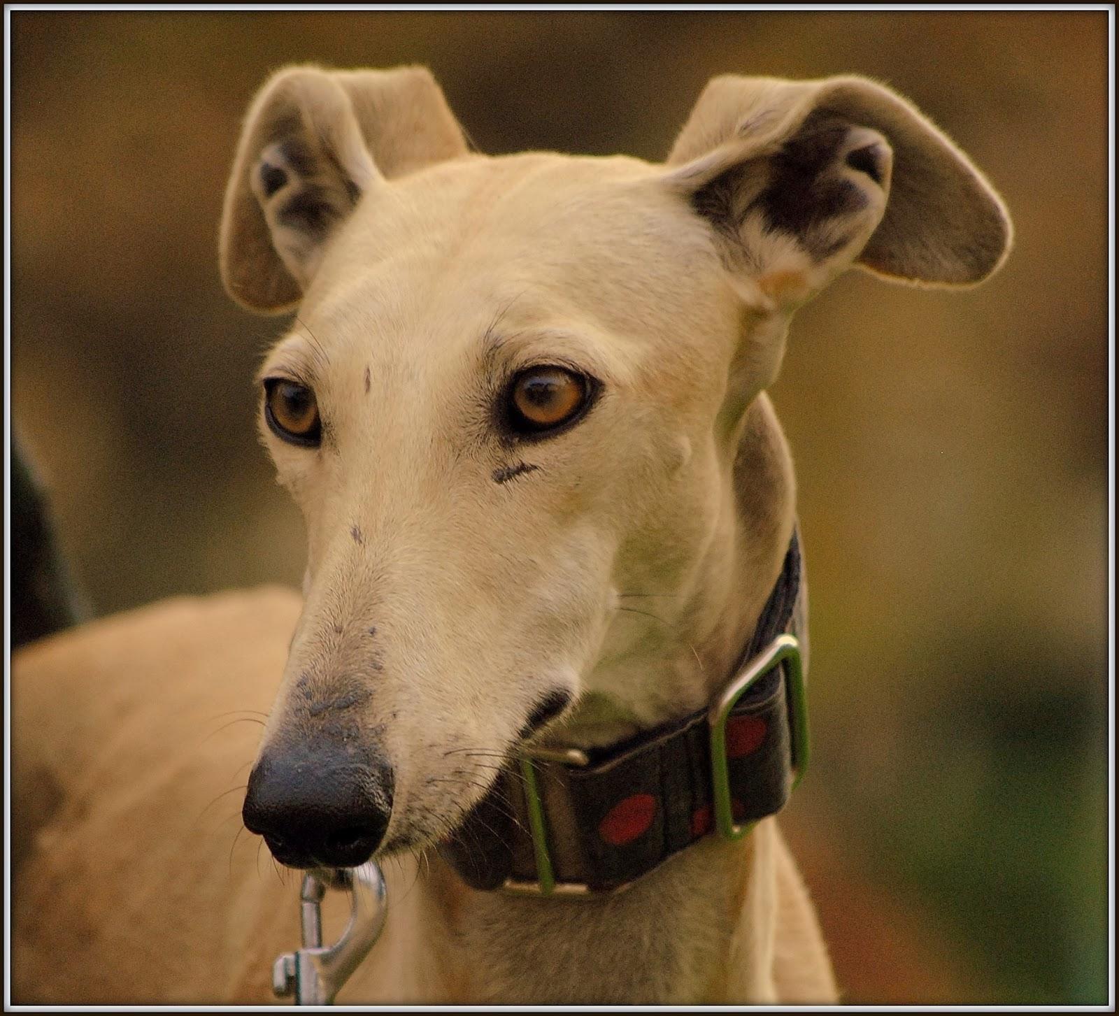 Sidra, Recién rescatada.