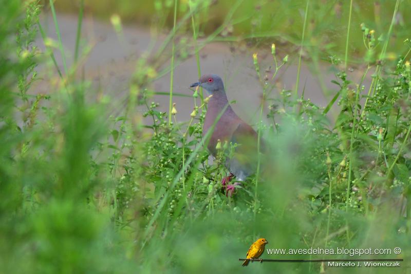 Paloma colorada (Pale vented pigeon) Columba cayennensis