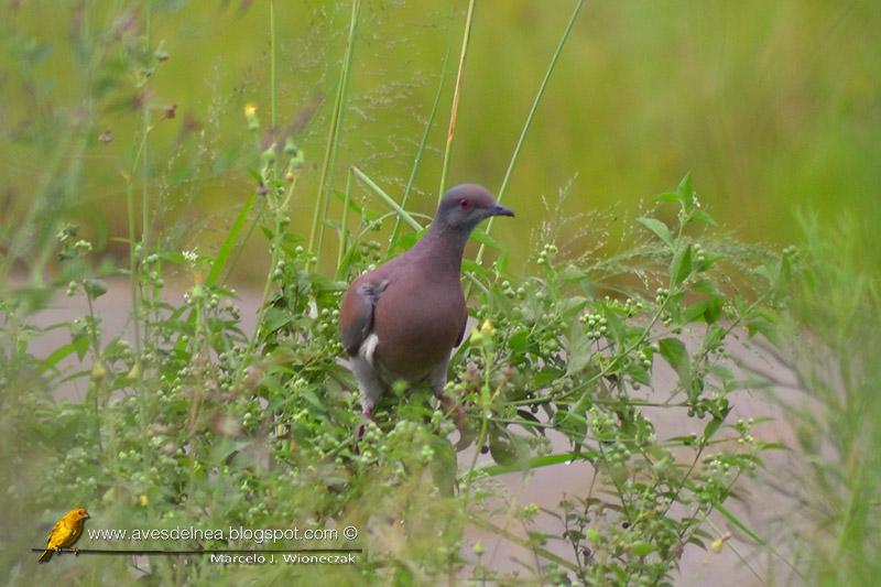 Paloma colorada (Pale vented pigeon) Columba cayennensis