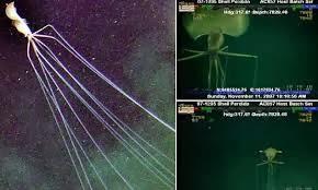 Calamares del género Magnapinna