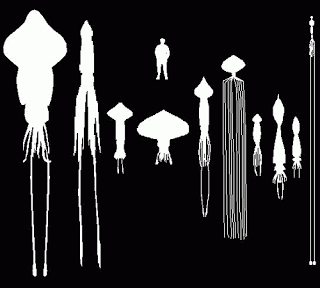 Calamares del género Magnapinna