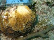 contaminación, arrecifes coral pueden recuperarse