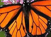 mariposa monarca ¨una increíble travesía¨