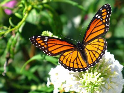 LA MARIPOSA MONARCA ¨UNA INCREÍBLE TRAVESÍA¨