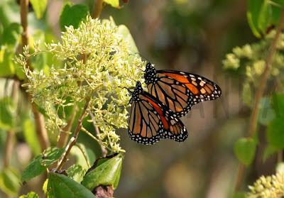 LA MARIPOSA MONARCA ¨UNA INCREÍBLE TRAVESÍA¨