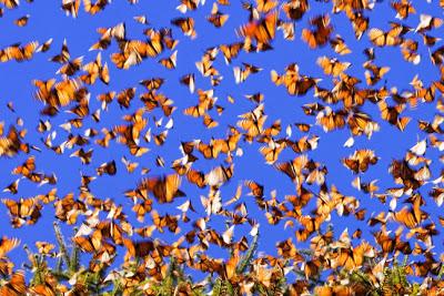 LA MARIPOSA MONARCA ¨UNA INCREÍBLE TRAVESÍA¨