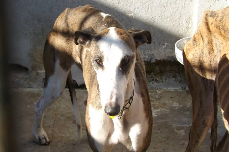 GALGOS EN MAIRENA, AYUDA URGENTE, ACOGIDAS O ADOPCIONES.