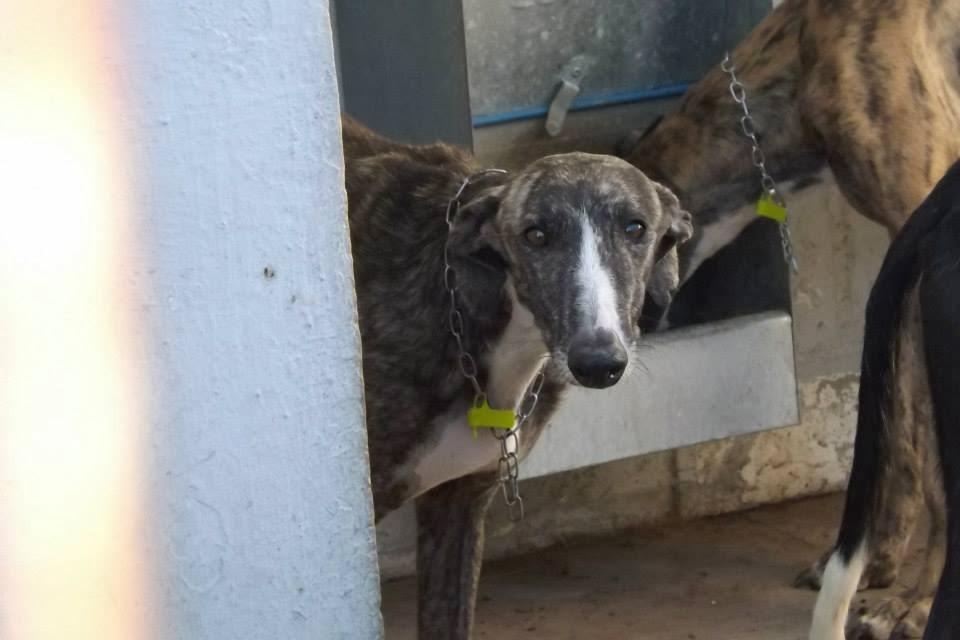 GALGOS EN MAIRENA, AYUDA URGENTE, ACOGIDAS O ADOPCIONES.