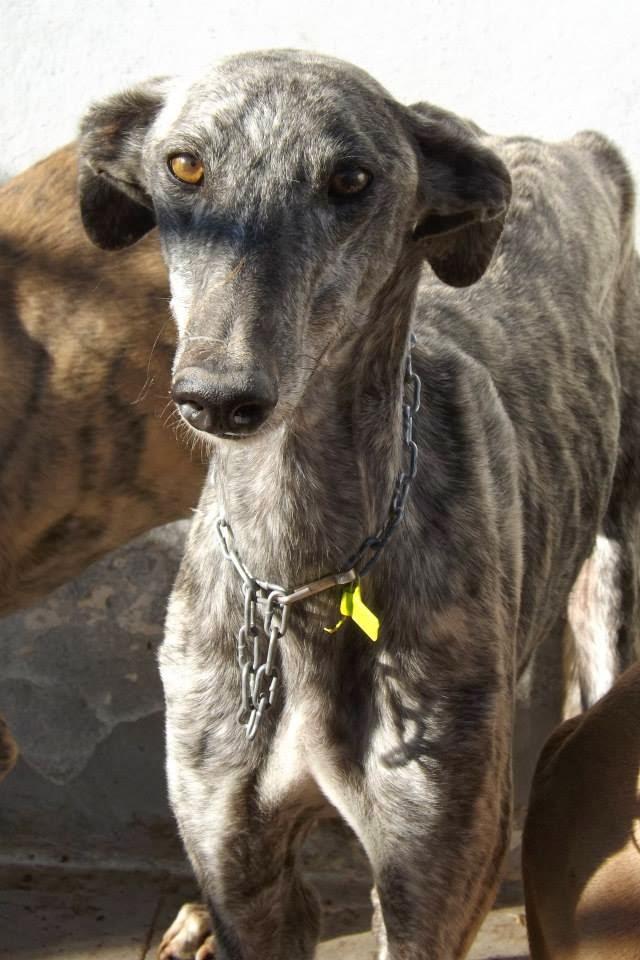 GALGOS EN MAIRENA, AYUDA URGENTE, ACOGIDAS O ADOPCIONES.