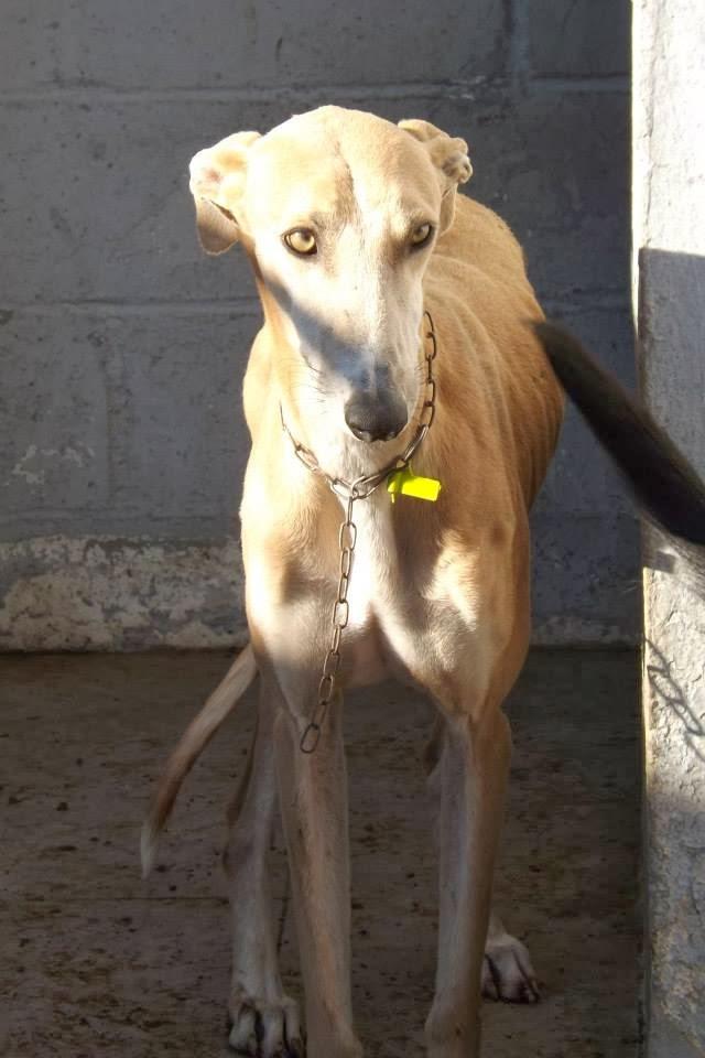 GALGOS EN MAIRENA, AYUDA URGENTE, ACOGIDAS O ADOPCIONES.