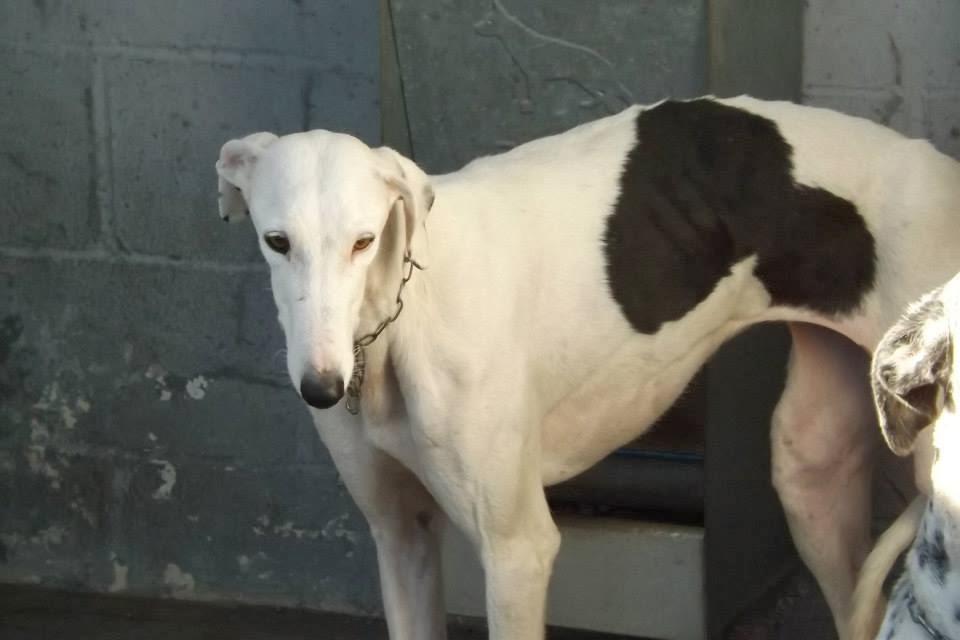 GALGOS EN MAIRENA, AYUDA URGENTE, ACOGIDAS O ADOPCIONES.