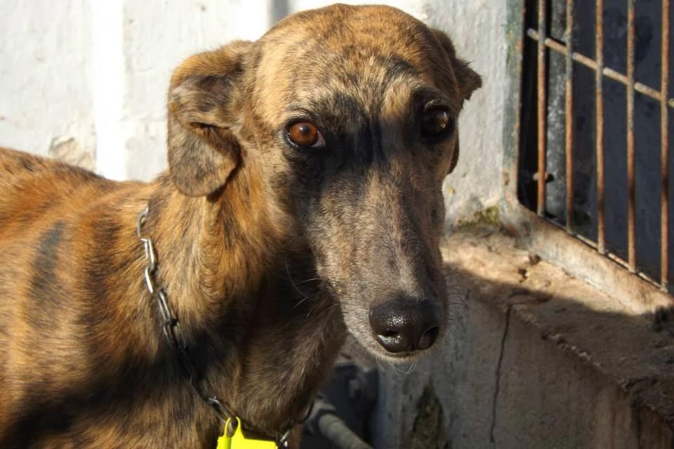 GALGOS EN MAIRENA, AYUDA URGENTE, ACOGIDAS O ADOPCIONES.