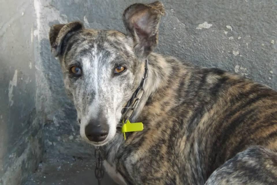 GALGOS EN MAIRENA, AYUDA URGENTE, ACOGIDAS O ADOPCIONES.