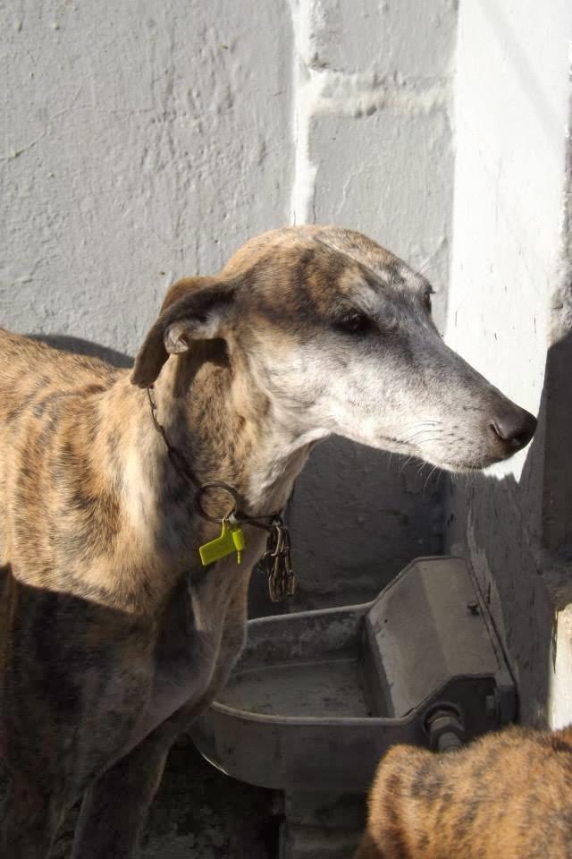GALGOS EN MAIRENA, AYUDA URGENTE, ACOGIDAS O ADOPCIONES.