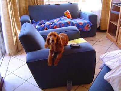 Guía rápida para los dueños de perros que andan justos de tiempo