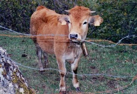Frontera de naturaleza asturiana entre brañas y vaqueiros, Somiedo Frontera de naturaleza asturiana entre brañas y vaqueiros, Somiedo