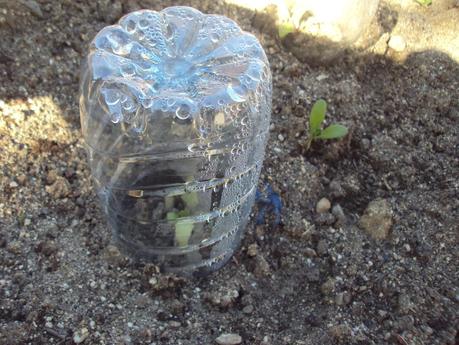 UN EXPERIMENTO EN EL HUERTO: TERCERA SEMANA UN EXPERIMENTO EN EL HUERTO: TERCERA SEMANA