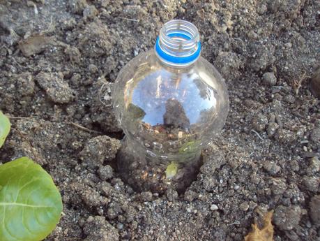 UN EXPERIMENTO EN EL HUERTO: TERCERA SEMANA UN EXPERIMENTO EN EL HUERTO: TERCERA SEMANA