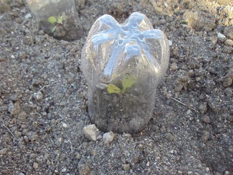 UN EXPERIMENTO EN EL HUERTO: TERCERA SEMANA UN EXPERIMENTO EN EL HUERTO: TERCERA SEMANA