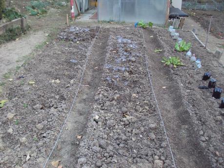 UN EXPERIMENTO EN EL HUERTO: TERCERA SEMANA UN EXPERIMENTO EN EL HUERTO: TERCERA SEMANA