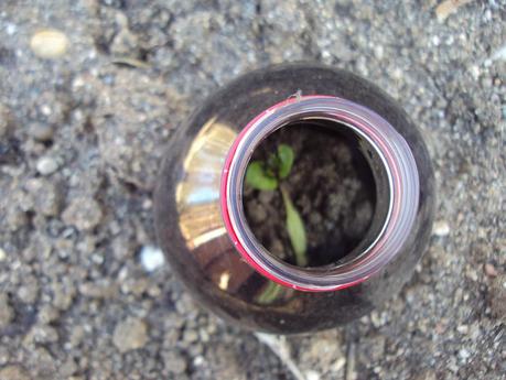 UN EXPERIMENTO EN EL HUERTO: TERCERA SEMANA UN EXPERIMENTO EN EL HUERTO: TERCERA SEMANA