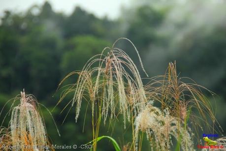 Laguna de Hule -Los Ángeles Sur, Río Cuarto de Grecia, Alajuela- Laguna de Hule -Los Ángeles Sur, Río Cuarto de Grecia, Alajuela-
