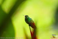 Amazilia rabirrufa, Rufous tailed Hummingbird, Amazilia tzacatl