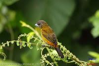 Tangara lomiescarlata, Sangre de toro, Passerini's Tanager, Ramphocelus passerini