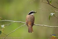 Bienteveo grande, Pecho amarillo, Great Kiskadee, Pitangus sulphuratus