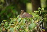 Bienteveo grande, Pecho amarillo, Great Kiskadee, Pitangus sulphuratus