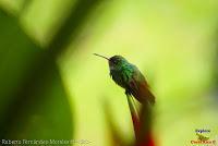 Amazilia rabirrufa, Rufous tailed Hummingbird, Amazilia tzacatl