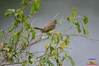 Bienteveo grande, Pecho amarillo, Great Kiskadee, Pitangus sulphuratus