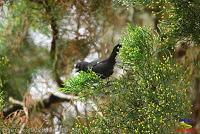 Semillero picogrueso, Thick billed Seed finch, Oryzoborus funereus