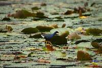 Gallareta morada, Calamón morado, Gallina de agua, Purple Gallinule, Porphyrio martinica