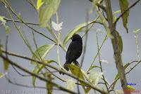 Semillero picogrueso, Thick billed Seed finch, Oryzoborus funereus