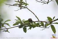 Semillero picogrueso, Thick billed Seed finch, Oryzoborus funereus