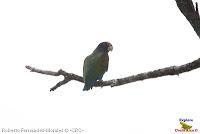 Loro coroniblanco, White crowned Parrot, Pionus senilis