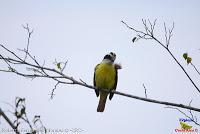 Bienteveo grande, Pecho amarillo, Great Kiskadee, Pitangus sulphuratus