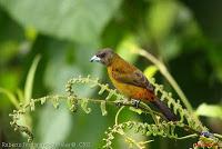 Tangara lomiescarlata, Sangre de toro, Passerini's Tanager, Ramphocelus passerini