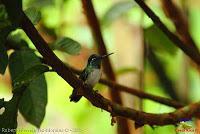 Colibrí garganta de rubí, Ruby throated Hummingbird, Archilochus colubris